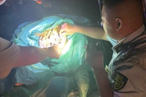 Phát hiện 476 kg chân gà đông lạnh không xuất xứ ở Cao Bằng