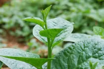 Loại rau nào tốt cho người hay bị táo bón?