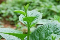 Loại rau nào tốt cho người hay bị táo bón?