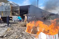 Phát hiện 3.100 kg hàu không rõ xuất xứ ở Quảng Ninh