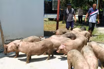 Phát hiện 4 xe tải vận chuyển 35 con lợn không rõ nguồn gốc