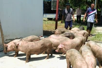 Phát hiện 4 xe tải vận chuyển 35 con lợn không rõ nguồn gốc