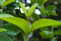 Lá ổi có tác dụng gì?