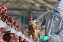10 bang ở Ấn Độ bùng phát dịch cúm gia cầm