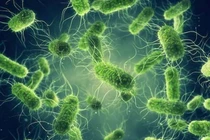 Nguy cơ dịch tả toàn cầu tăng cao, WHO kêu gọi hành động ngay