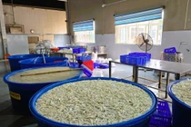 Phát hiện gần 7 tấn chân gà ngâm chất tẩy trắng 