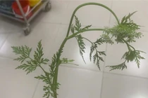 3 người ngộ độc sau ăn cây cần dại- Cẩn trọng với rau hoang mọc ven ruộng