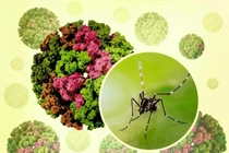 Hà Nội triển khai các biện pháp tăng cường phòng chống dịch bệnh chikungunya