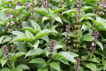 Bảo vệ sức khỏe mùa đông với húng quế