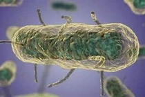 Ca dịch hạch thể phổi tử vong tại bang Arizona, Mỹ 