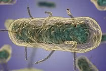 Ca dịch hạch thể phổi tử vong tại bang Arizona, Mỹ 