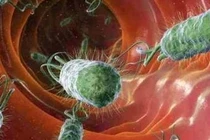 Vụ nghi ngộ độc thực phẩm sau tiệc tất niên do vi khuẩn E. coli