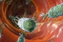 Vụ nghi ngộ độc thực phẩm sau tiệc tất niên do vi khuẩn E. coli