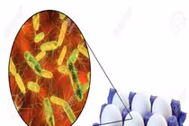 Hàng triệu quả trứng bị thu hồi tại Mỹ do nguy cơ nhiễm Salmonella 