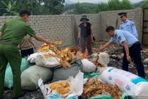 Nghệ An tiêu hủy 150 kg măng khô không rõ nguồn gốc