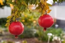 Những người cần hạn chế ăn quả lựu để tránh gây hại sức khoẻ