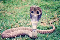 Đắp lá của thầy lang sau khi bị rắn cắn, người đàn ông 34 tuổi tử vong 