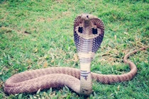 Đắp lá của thầy lang sau khi bị rắn cắn, người đàn ông 34 tuổi tử vong 