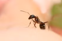 Người đàn ông 39 tuổi sốc phản vệ sau khi bị kiến cắn