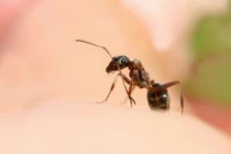 Người đàn ông 39 tuổi sốc phản vệ sau khi bị kiến cắn