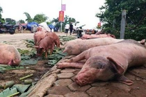 Dịch tả lợn châu Phi bùng phát, cách mua thịt an toàn
