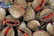 Sò huyết có nhiều lợi ích với sức khỏe