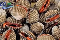 Sò huyết có nhiều lợi ích với sức khỏe