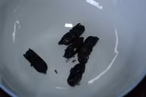 Ăn 20 con sâu ban miêu, người đàn ông tử vong nghi ngộ độc 