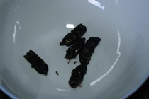 Ăn 20 con sâu ban miêu, người đàn ông tử vong nghi ngộ độc 