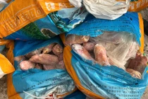 Quảng Ninh xử phạt chủ hàng vận chuyển 300 kg chân giò không rõ xuất xứ