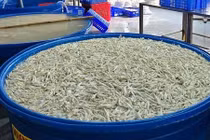 Hóa chất tẩy trắng ngâm hàng tấn chân gà nguy hại thế nào?