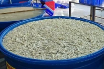 Hóa chất tẩy trắng ngâm hàng tấn chân gà nguy hại thế nào?