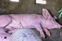  Phát hiện 4,5 tấn lạp sườn, thịt khô chế biến từ lợn "bẩn"
