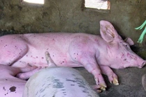  Phát hiện 4,5 tấn lạp sườn, thịt khô chế biến từ lợn "bẩn"