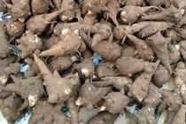 Nhiều ca ngộ độc củ ấu tàu, cảnh báo người dân không tự ý sử dụng