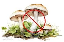 Ăn lẩu có nấm lạ, gia đình 7 người phải cấp cứu