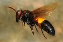 Cứu người phụ nữ sốc phản vệ vì bị ong vò vẽ đốt