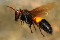 Cứu người phụ nữ sốc phản vệ vì bị ong vò vẽ đốt