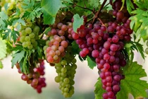 Loại quả được mệnh danh 'siêu thực phẩm' tốt cho tim, não và mắt