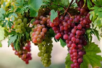 Loại quả được mệnh danh 'siêu thực phẩm' tốt cho tim, não và mắt