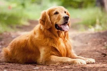 Đồng Nai ghi nhận ca tử vong do bệnh dại, cảnh báo không chủ quan với chó cắn