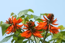 Ngộ độc lá vông nem, cảnh báo nguy hiểm từ cây quen thuộc