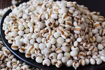 Cục Y Dược yêu cầu thu hồi toàn quốc lô dược liệu ý dĩ kém chất lượng 