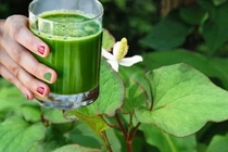 Rau diếp cá có nhiều lợi ích với sức khoẻ