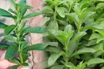 Cỏ ngọt khô có công dụng gì?