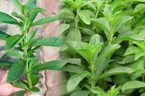 Cỏ ngọt khô có công dụng gì?