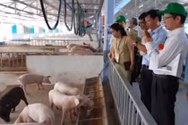 Huế phát hiện hàng loạt ca mắc liên cầu lợn