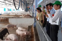 Huế phát hiện hàng loạt ca mắc liên cầu lợn