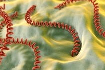 Chữa khỏi bệnh xoắn khuẩn vàng da sau 12 ngày điều trị tích cực