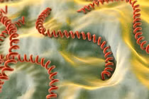 Chữa khỏi bệnh xoắn khuẩn vàng da sau 12 ngày điều trị tích cực